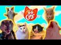44 GATOS em gatês (из сериала: «44 Cats»)