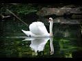 А белый лебедь на пруду...